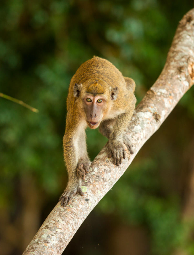 Amanwana, Indonesia - Monkey