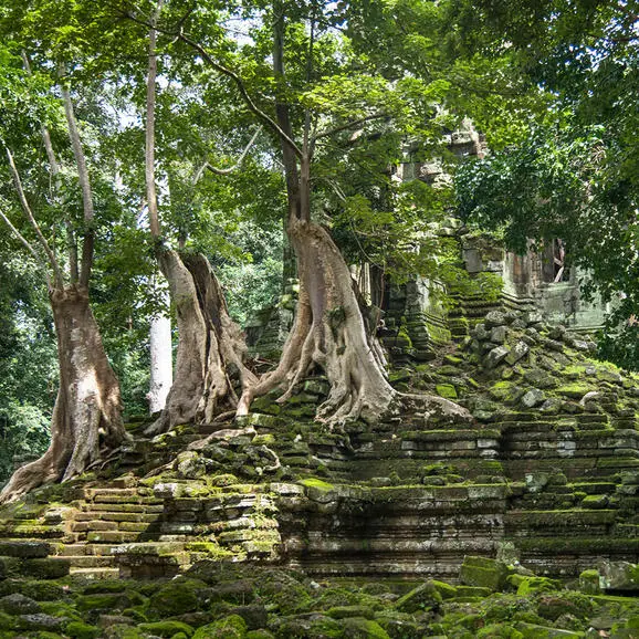 Ancient stone steps and towering trees at Amansara, surrounded by lush forest growth.