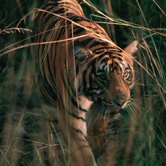 Tiger walking through tall grass at Aman-i-Khas, India.