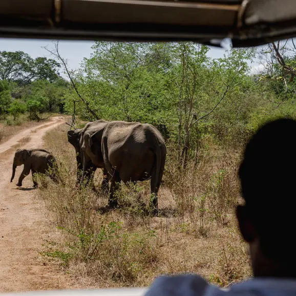 Elephants on a dusty path during an Udawalawe safari at Amangalla, Sri Lanka.