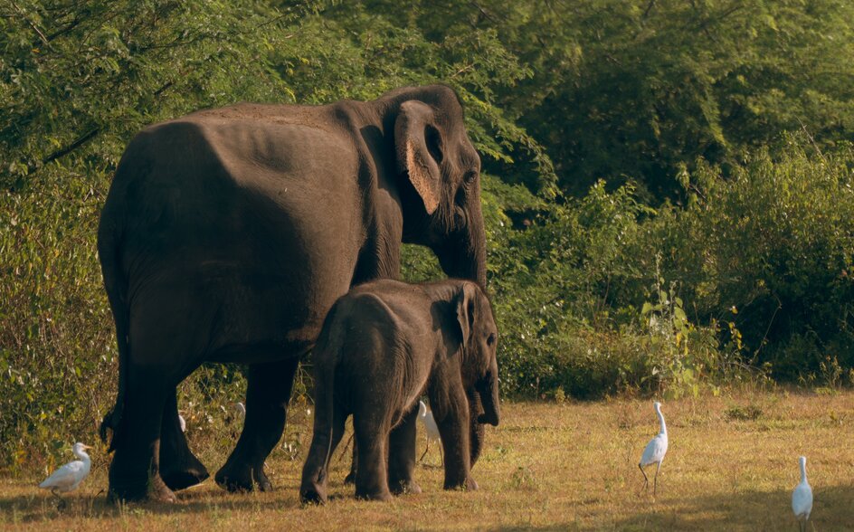 Elephant and calf walking through grassland at Amanwella, Sri Lanka.