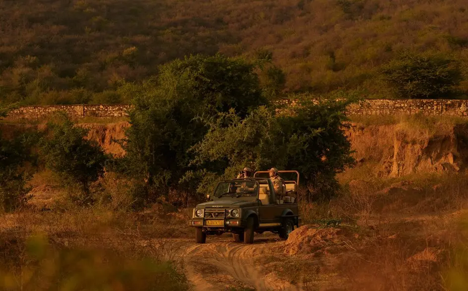 Safari vehicle navigating through golden grassland at Amanbagh, India.