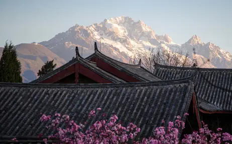 大研安缦度假村的传统建筑屋顶，背景为雪山，前景有盛开的紫色花朵。