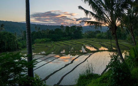 Rice terraces at Amandari at sunset, Bali, Indonesia.