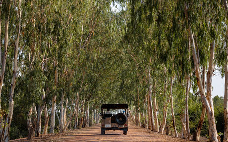 Tree-lined driveway at Amansara with vehicle in the distance, Cambodia.