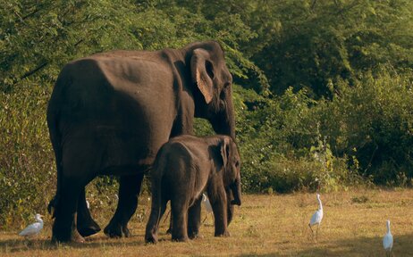 Elephant and calf walking through grassland at Amanwella, Sri Lanka.