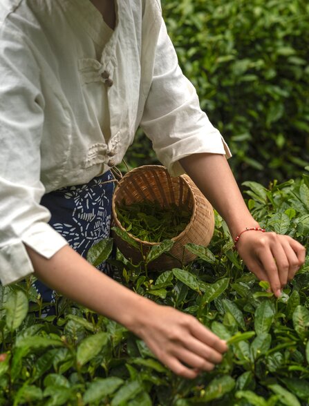 Person harvesting Longjing tea leaves by hand at Amanfayun in China.