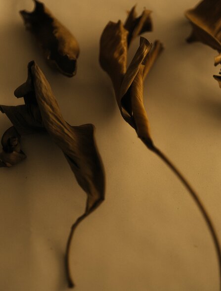 Studio portrait of dried botanicals displayed at Amanzoe art exhibit in Greece.