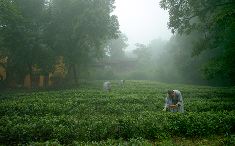 Worker tending tea plants in morning mist at Amanfayun.