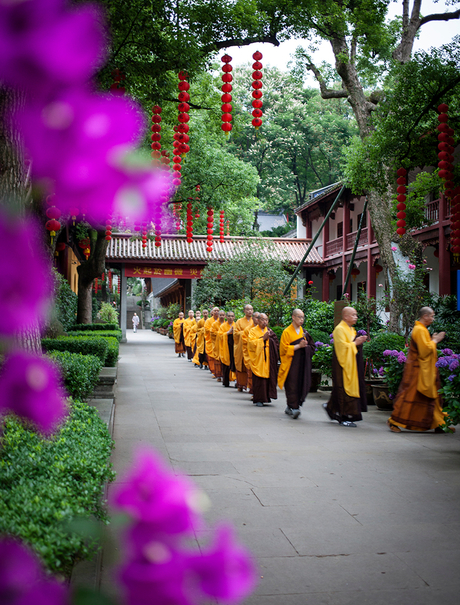 Buddhist monks walking through Amanfayun's verdant gardens, framed by vibrant magenta flowers.
