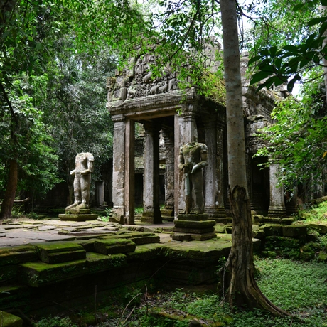 Stone temple ruins surrounded by moss-covered trees at Amansara.