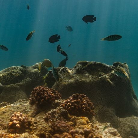 Underwater view of coral reef with small fish swimming above at Amankila.