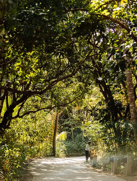 Tree-lined pathway at Amanpulo with dappled sunlight filtering through green canopy.