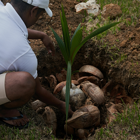Person planting a young coconut tree at Amanwella