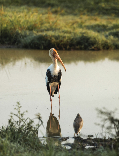 Stork standing on wooden posts by a shallow water channel at Amanwella.