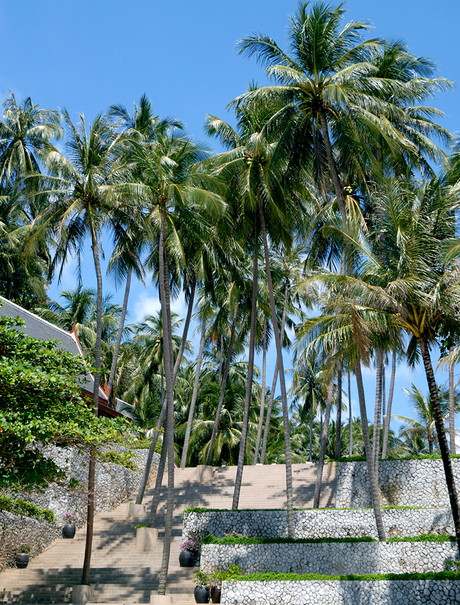 Stone steps descend towards a tropical beach at Amanpuri, framed by tall coconut palms and clear blue sky.