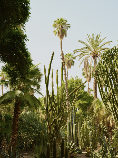 Lush garden at Amanjena with towering palms and vibrant green foliage against a bright sky.