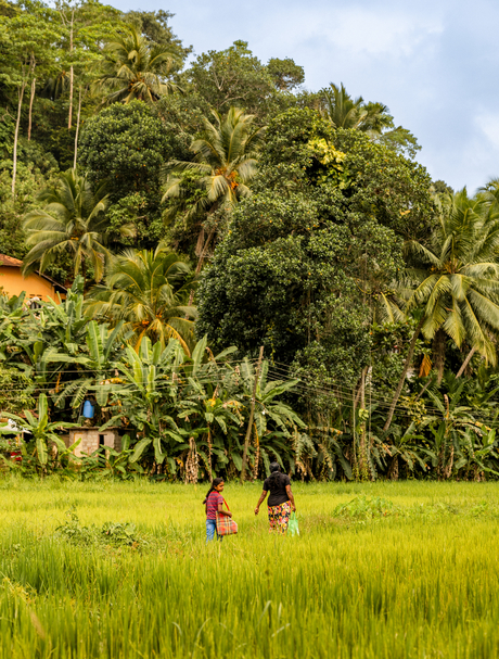 Woman walking through lush green rice fields at Amangalla, surrounded by tropical vegetation.