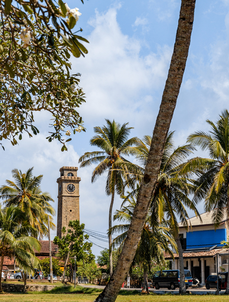 Amangalla's verdant grounds with towering palms and historic clock tower beneath blue sky.