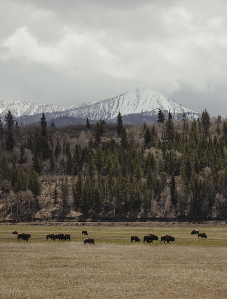 Bison graze across a meadow at Amangani with the snow-capped peaks of Grand Teton National Park in the distance.