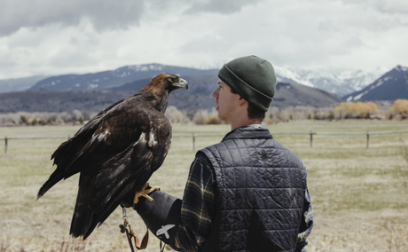 Falconer with golden eagle at Teton Raptor Centre, Amangani.
