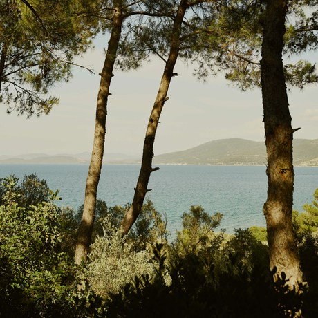 Amanruya's coastal vista framed by birch trees, overlooking calm Aegean waters and distant mountains.