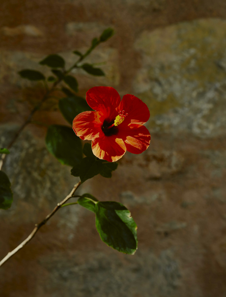 Red and yellow flower with green stem at Amanruya, Turkey.