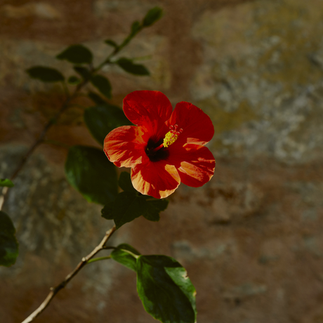 Red and orange flower blooming at Amanruya, Turkey resort.