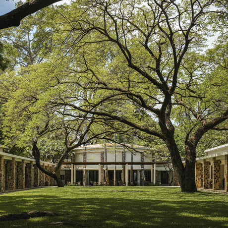 Sprawling tree casts shadows across manicured lawn at Amansara, with colonnade building visible beyond.