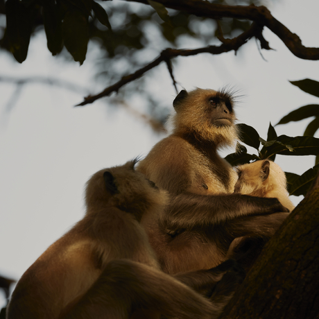 Golden langur perched on a branch at Aman-i-Khas, India.