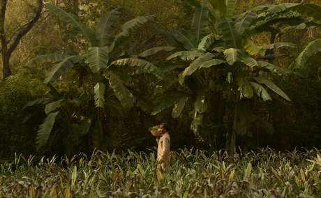 Garden pathway amongst tropical foliage at Aman-i-Khas, India.