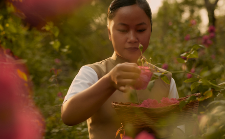A child reaches towards pink roses in the gardens at Aman-i-Khas, India.