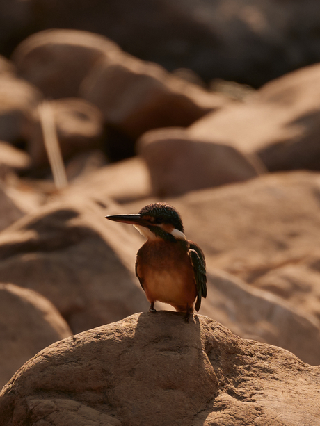 Indian kingfisher perched on a rock during a safari at Aman-i-Khas.