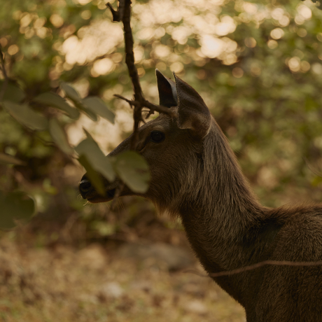 Deer grazing amongst trees at Aman-i-Khas, India.