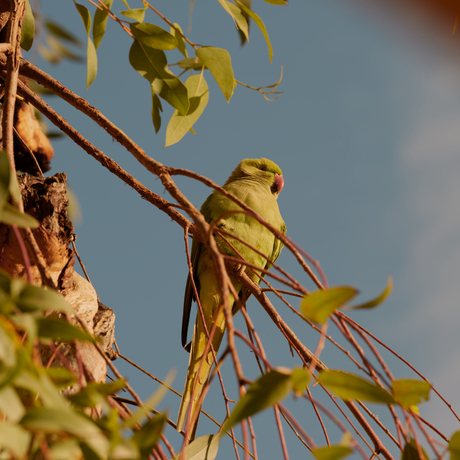 Bengal parakeet perched on a branch at Amanbagh, India.
