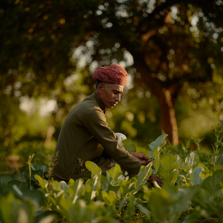 Gardener tending plants in the verdant grounds at Amanbagh.