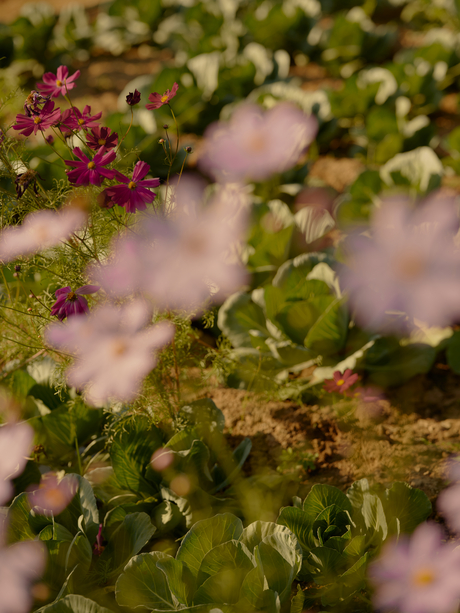 Gardener tending to flowering plants at Amanbagh.