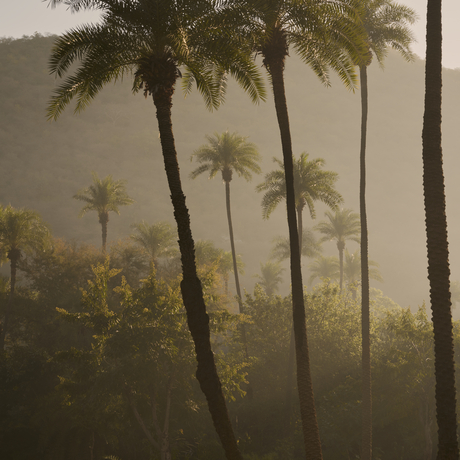 Palm trees rising through morning mist at Amanbagh.