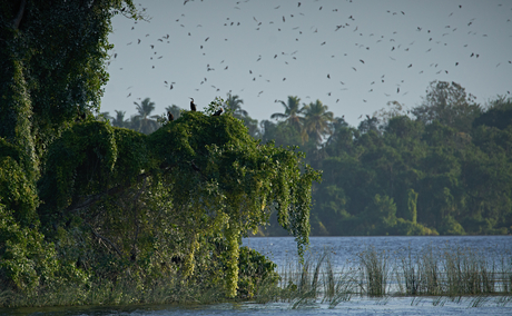 Amanwella's lagoon framed by lush tropical vegetation under overcast skies, Sri Lanka.