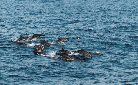 Dolphins swimming in clear turquoise waters off the coast of Amanwella, Sri Lanka.