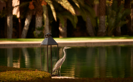 A heron stands by a reflecting pool at Amanjena, Morocco.