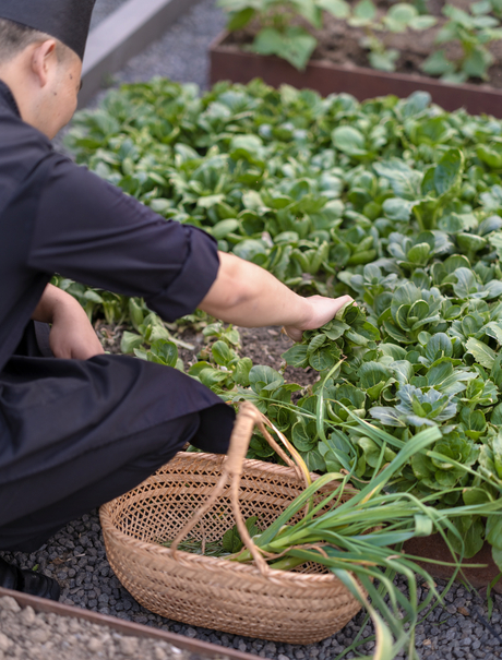 Staff member harvesting fresh herbs in the gardens at Amanyangyun, China.