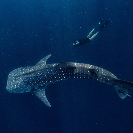 Whale shark gliding through deep blue waters at Amanwana, Indonesia.