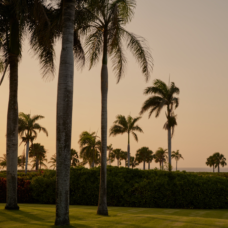 Tall palm trees casting long shadows across manicured gardens at Amanera resort at dusk.