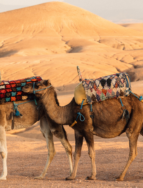 Camel with traditional saddle in Afagay Desert, Morocco, at Amanjena.