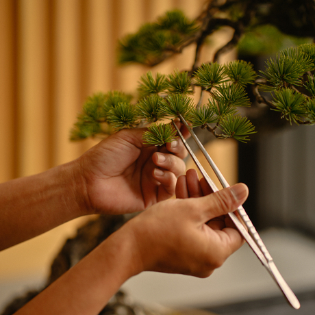 Hands pruning a bonsai tree at Aman Tokyo.