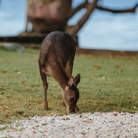 Deer grazing on the grounds at Amanwana, Bali, Indonesia.