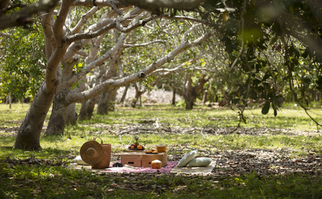 Picnic spread beneath shaded trees at Amanwana's cashew farm in Sumbawa, Indonesia.