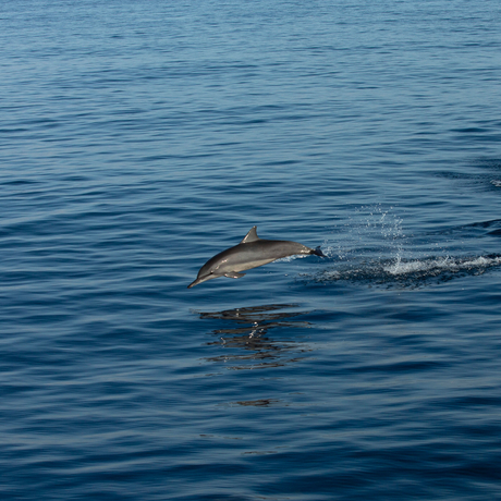 Dolphin swimming in clear blue waters near Amanwana, Sumbawa, Indonesia.