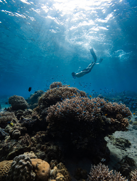 Snorkeller swimming above a coral reef at Amanwana, Sumbawa, Indonesia.